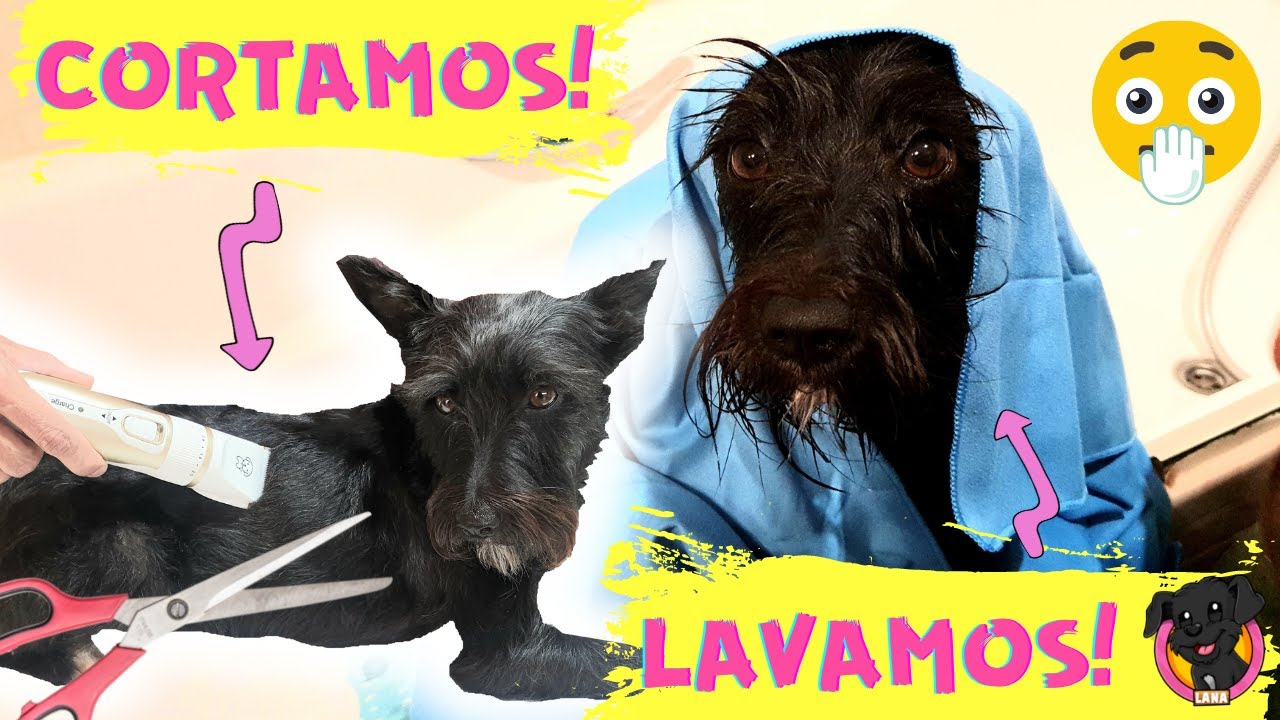 CORTO el PELO a Lana POR PRIMERA VEZ  en casa! AliExpress 11.11