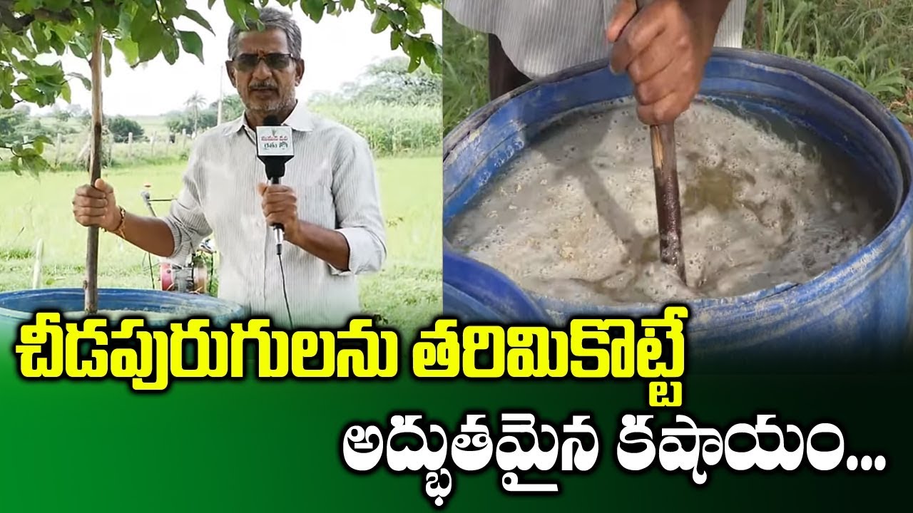 Preparation Of Neem Kashayam For Pest Control || Organic Natural Pesticides || SumanTV Rythu