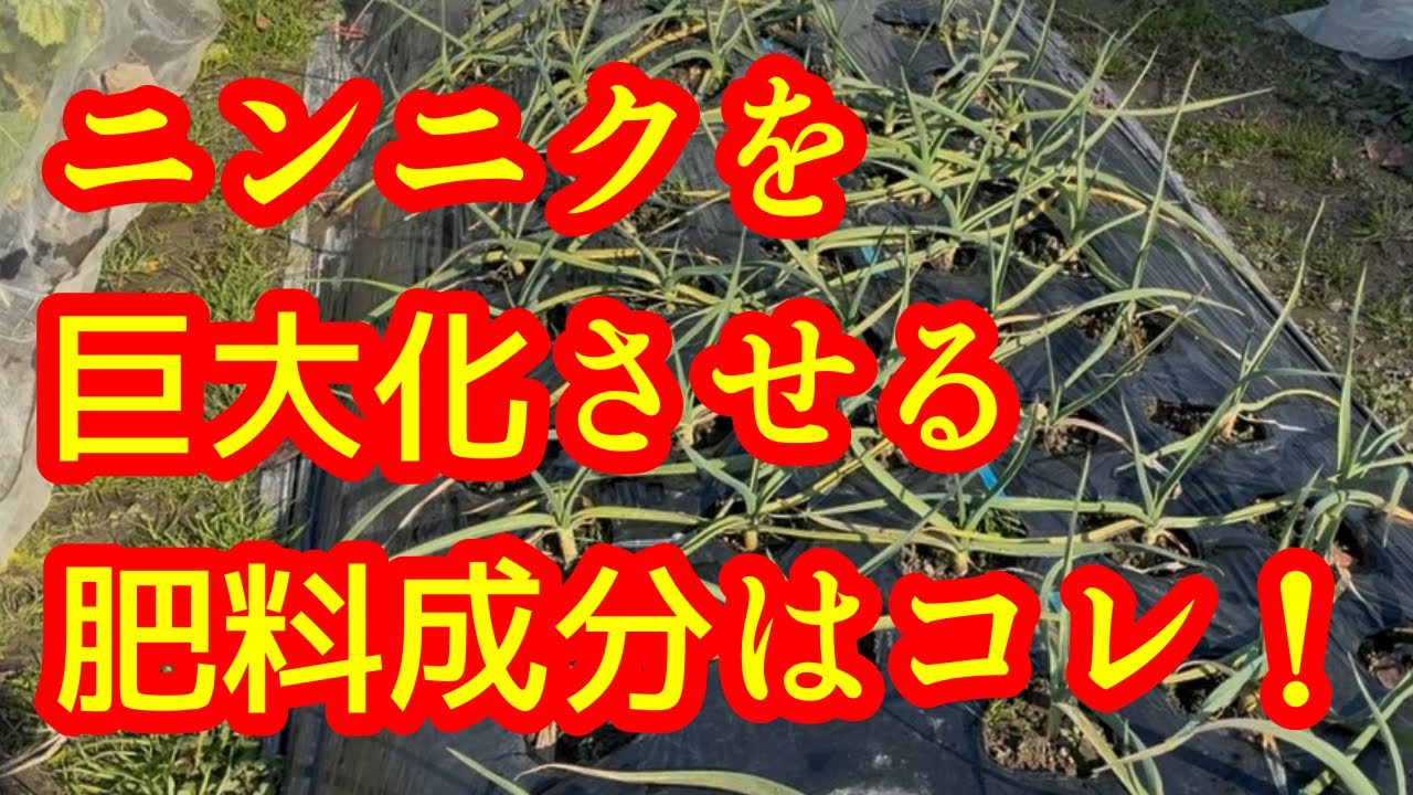 【にんにく】肥料は量より『質』！にんにくを巨大化させる肥料成分をズバリ解説します。いつ、どんな肥料が向いているのか説明します。