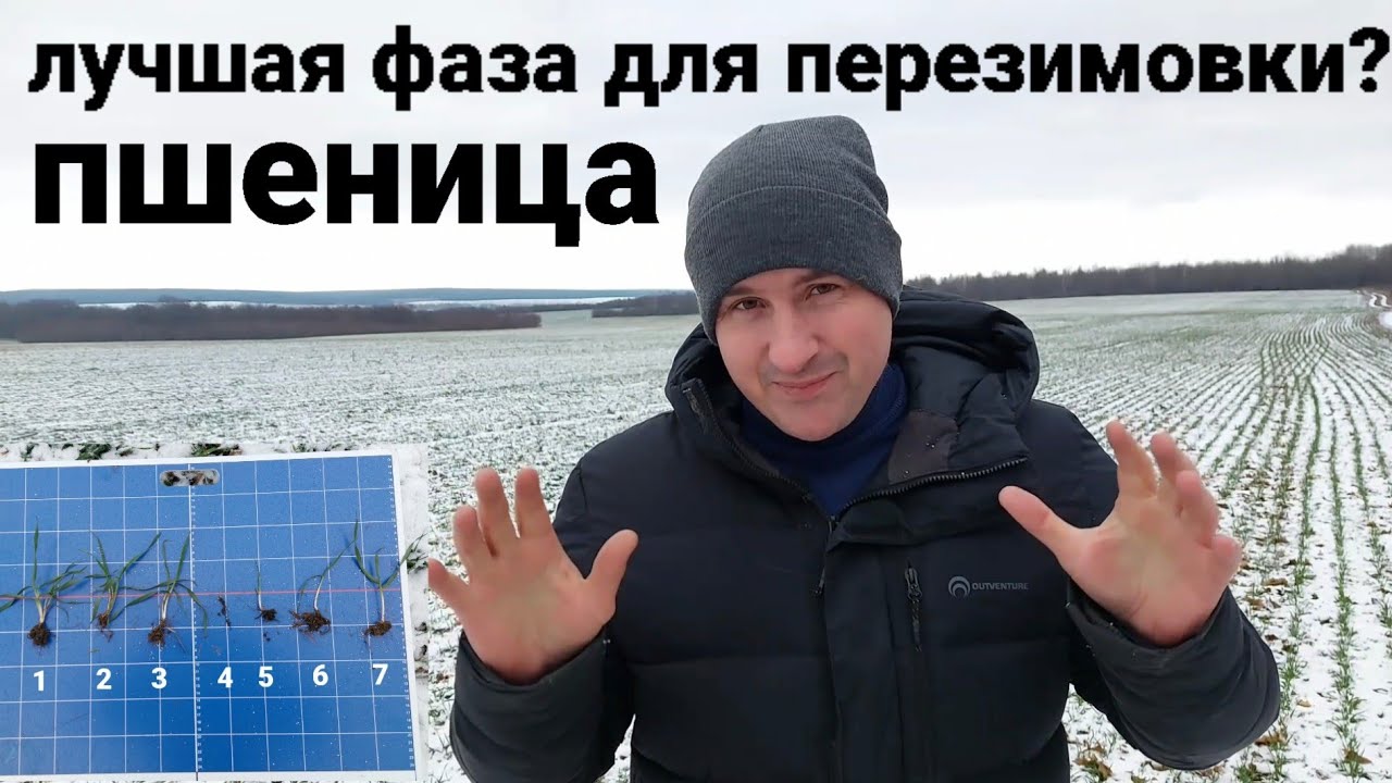 Пшеница- лучшая фаза для перезимовки?