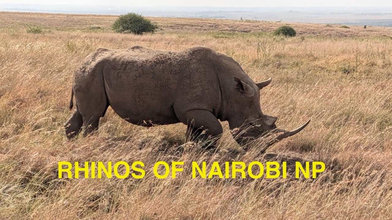 Rhinos of Nairobi National Park 