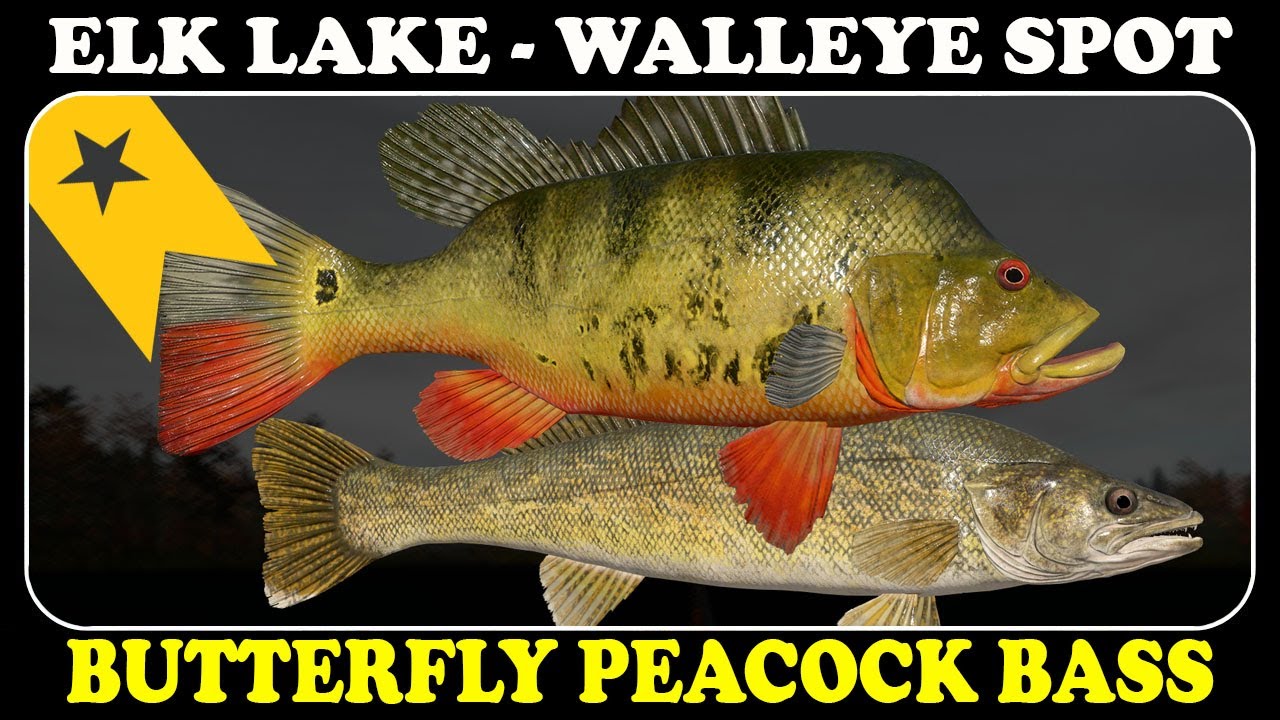 ELK LAKE - BUTTERFLY PEACOCK BASS - TROPHY - Russian Fishing 4 - RF4