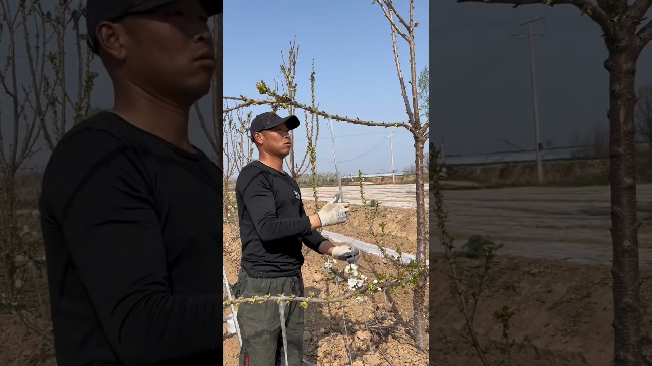 Cherry Tree Branches Bending Techniques #satisfying #shortsvideo