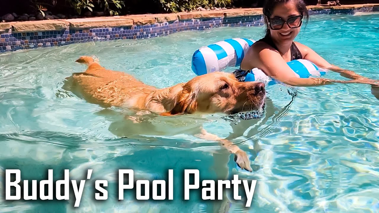Taking My Dog Swimming | We Rented Entire Pool for Buddy @ouramericandream1183