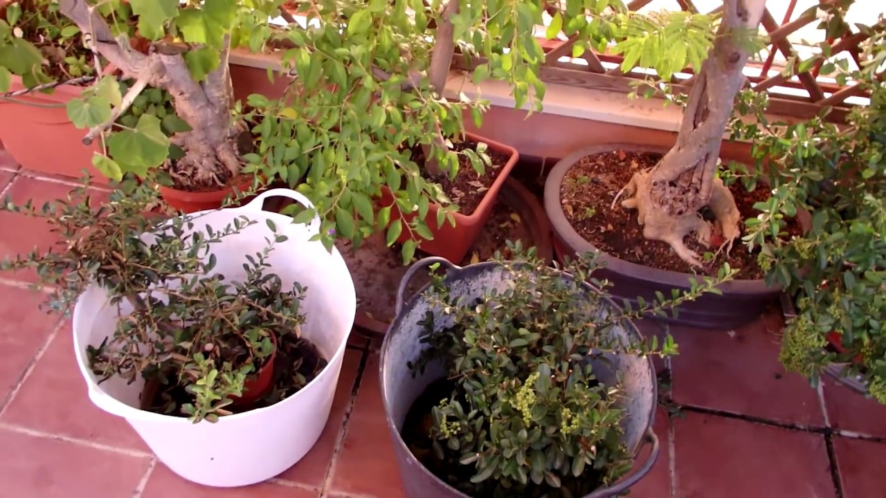 Pyracanta de vivero en problemas!? Que hacer con ellas