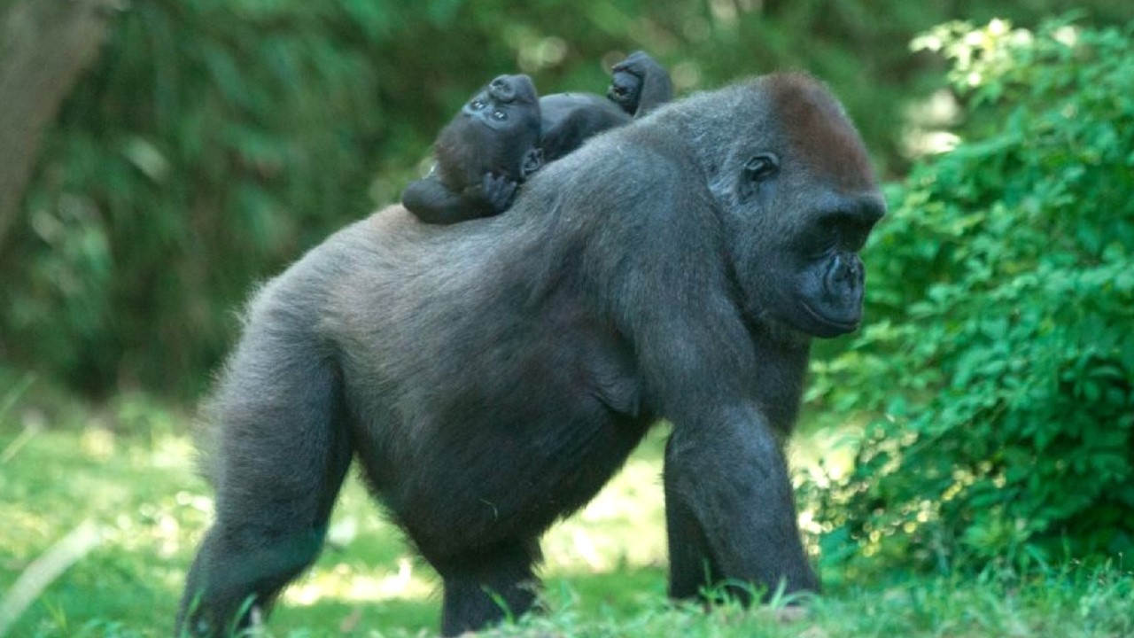 Discover the Bronx Zoo's Hidden Gem: Congo Gorilla Forest
