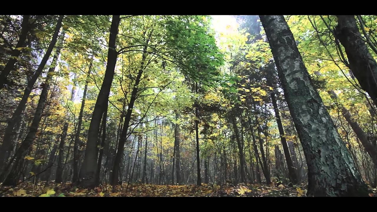 Miškas. Vieta, kur aš jaučiuosi gerai