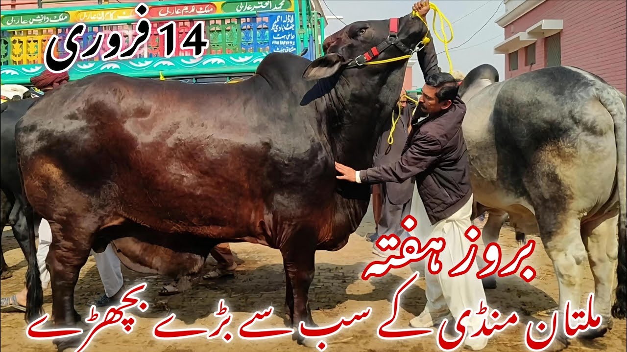 🐂 Saturday Multan Janwar Mandi | New Entry, Fresh Animals & Rates Update | Qurbani 2026