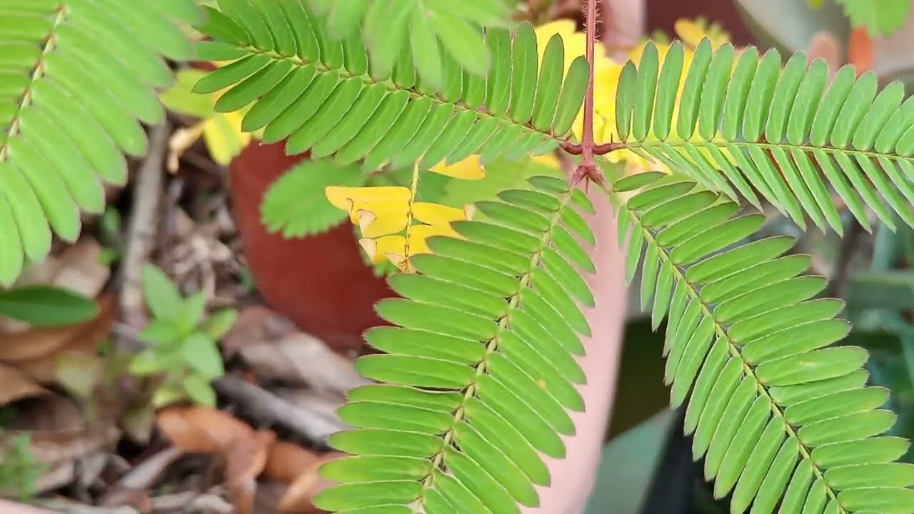 #Planta Dormideira. Natureza linda.