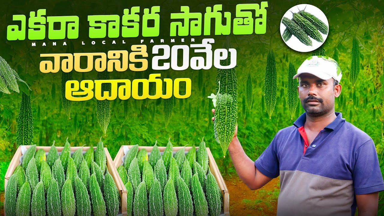 ఎక‌రా విస్తీర్ణంలో కాక‌ర‌కాయ సాగు | BitterGourd farming in One acere #vegetablescultivation