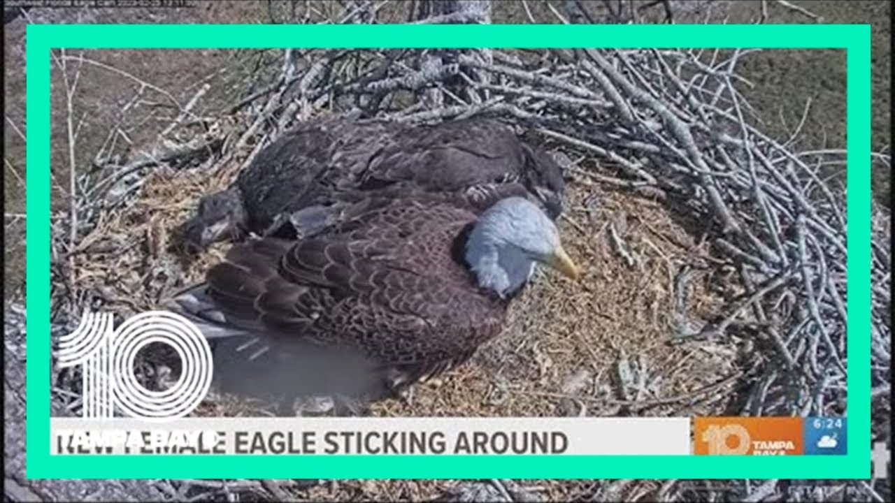 With Harriet still missing, a new female visitor feeds South Florida eaglets