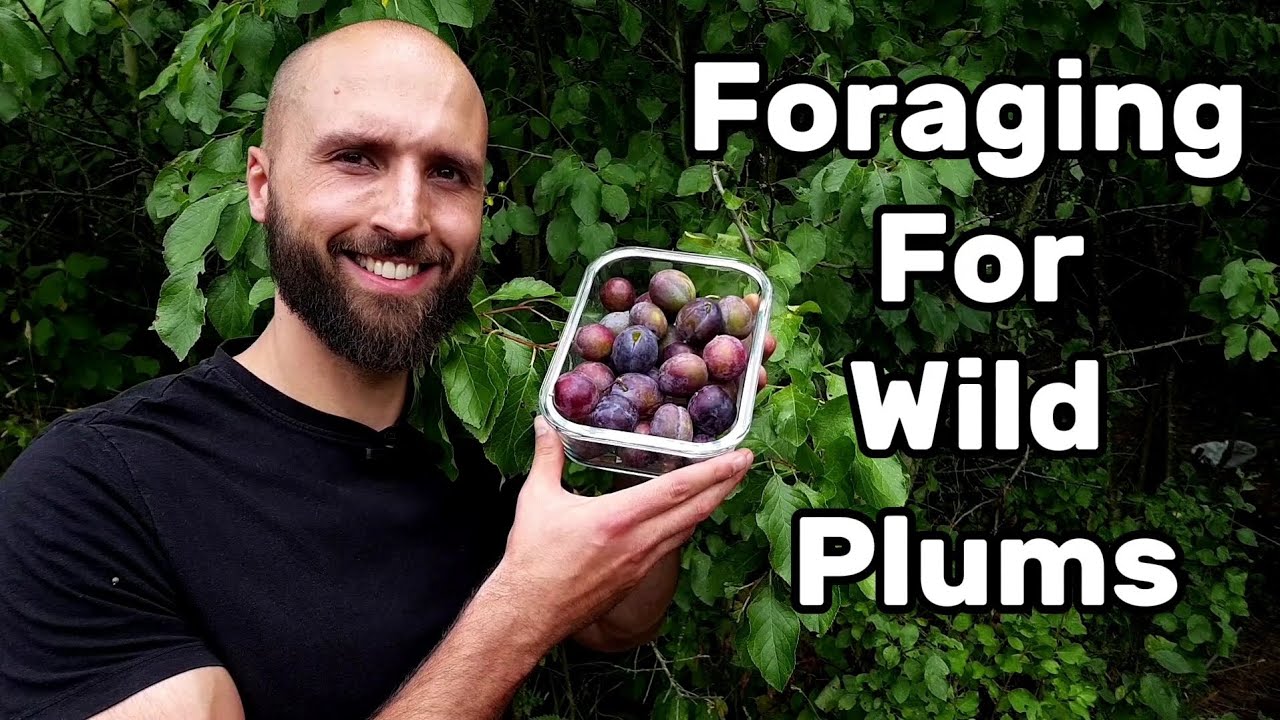 Wild Plums! Fruit Foraging & Facts