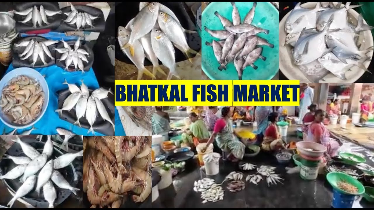 Something's Fishy! 🐟  Exploring the Vibrant Bhatkal Fish Market! 🐠🕺Get ready to dive in!