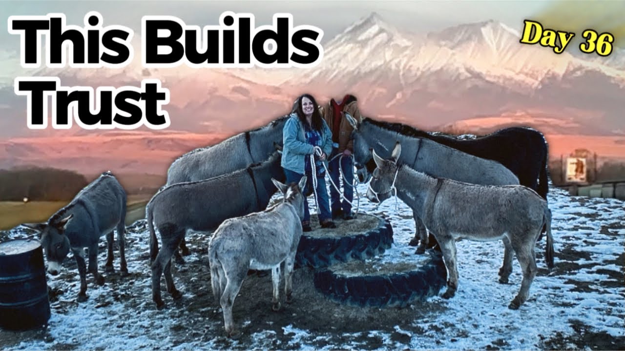 Donkey Confidence 101: What I Wish I Knew With My First Wild Burros