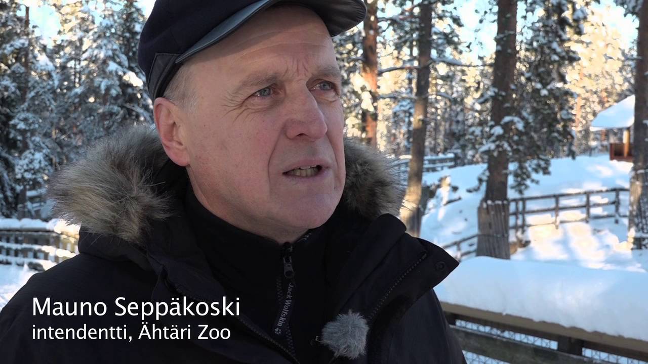 Salaperäinen takini | Ähtäri Zoo