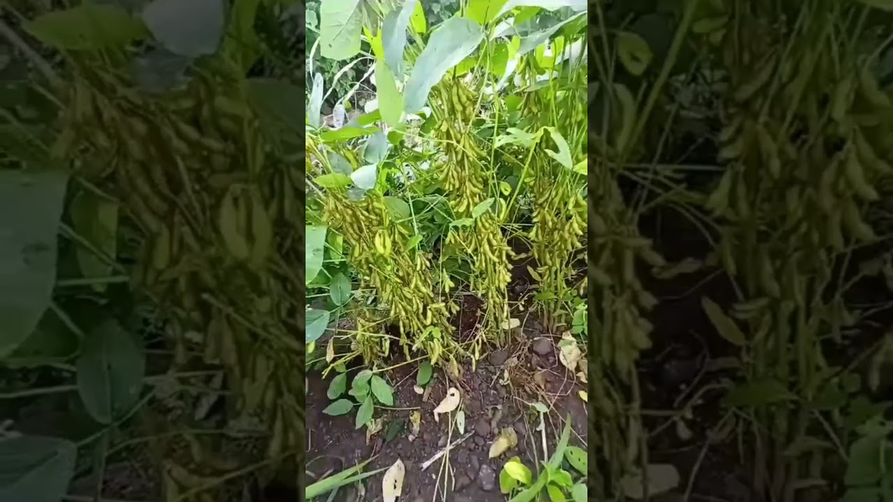 बुस्टर कंपनीचे सई 8888 हे वाण | Soyabean High Yielding Variety #soyabean #booster #farming #agri