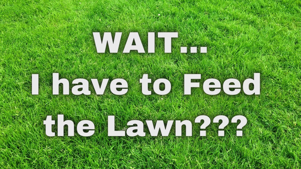 Scotts Turfbuilder for your Lawn - When and How | LAWN FOOD