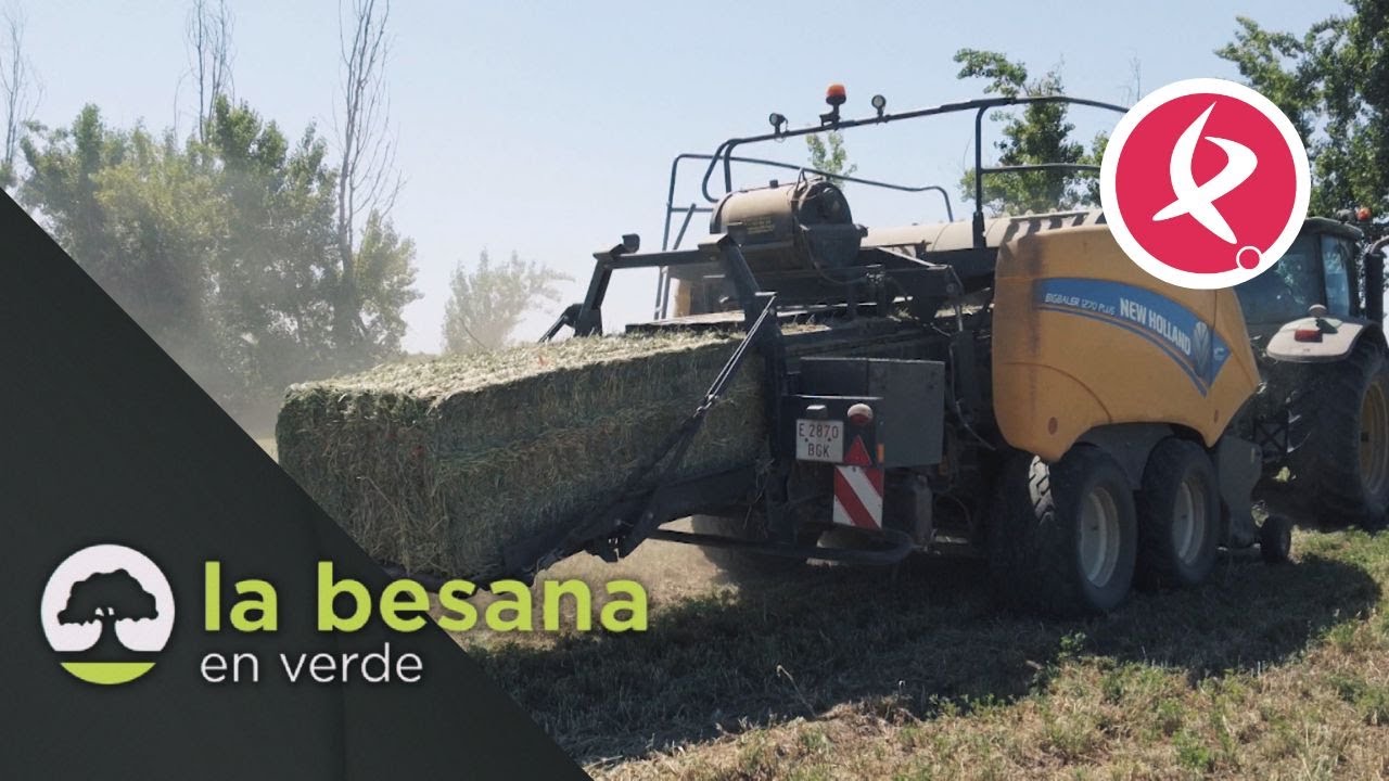 La campaña forrajera se inicia con optimismo | La besana en verde