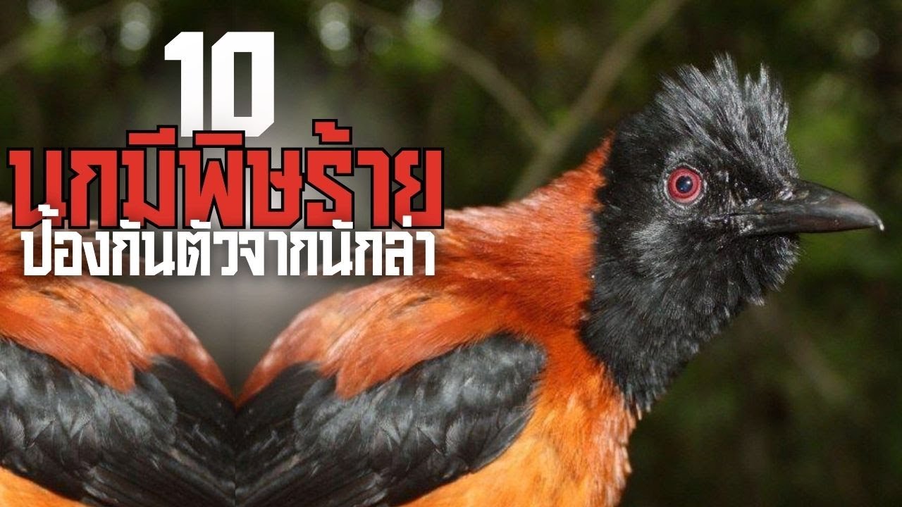 10 นกมีพิษร้าย ป้องกันตัวจากนักล่า