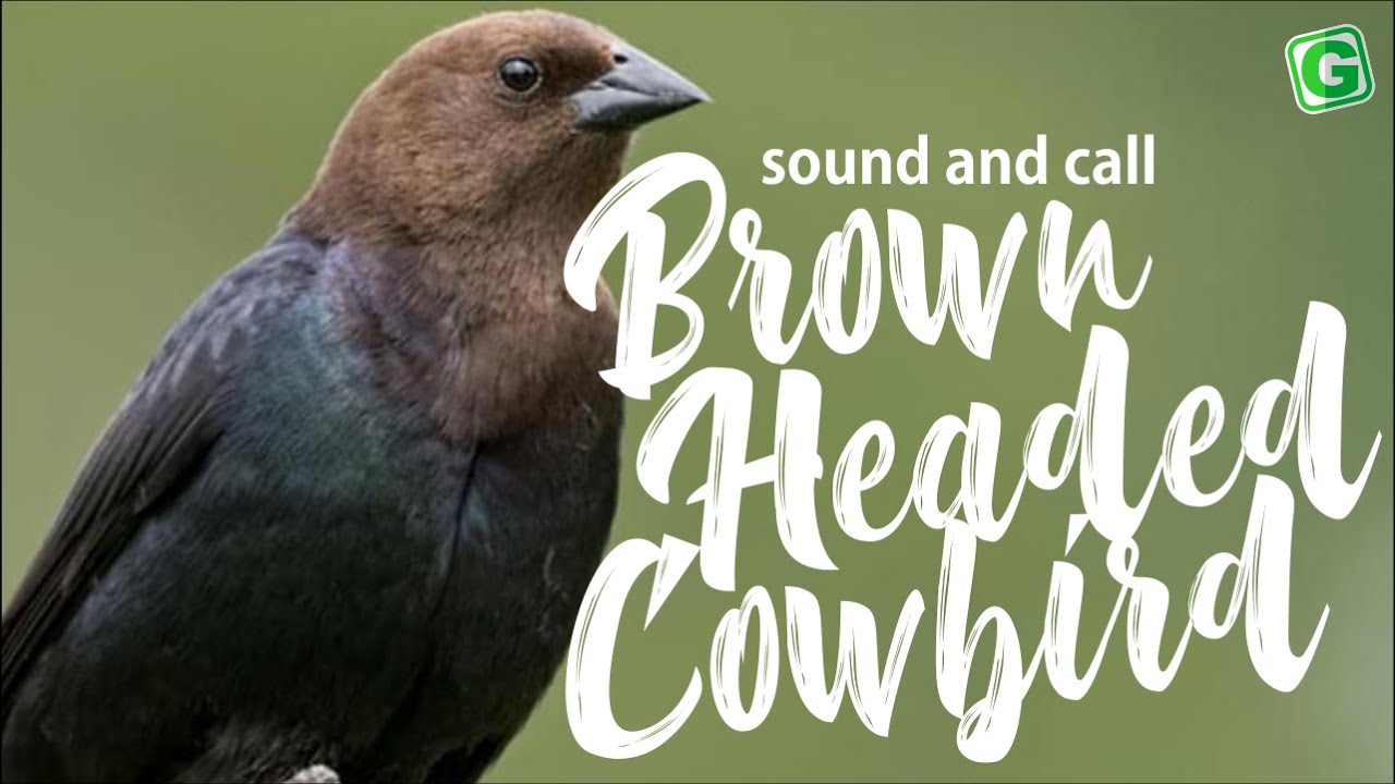 Brown Headed Cowbird Call |  Brown Headed Cowbird Bird Call Song and Sound