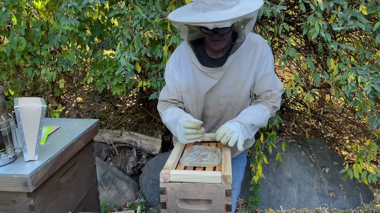 Late Season Swarm Catch Update. How Are These Girls Doing?