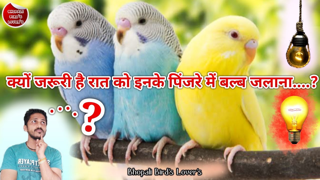 Bird's ki colony me bulb kyun jaruri//आखिर बल्ब जलाने के क्या फायदे 