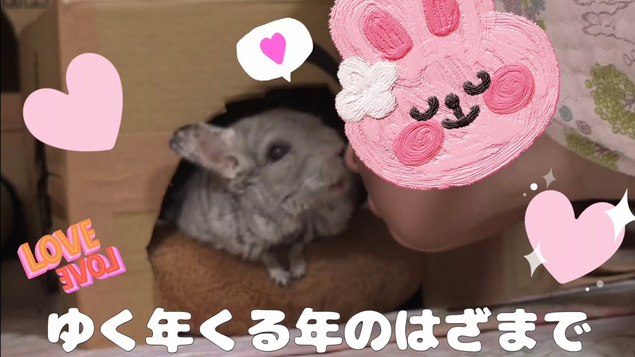 【第138湯】ゆく年くる年のはざまで／巳年から午年Kissing an 18-year-old chinchilla between New Year's Eve and New Year's Day