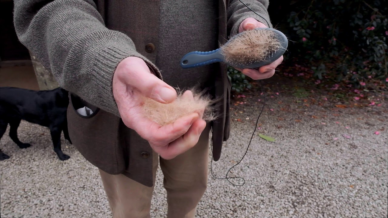 Using dog hair - Burncoose Nurseries