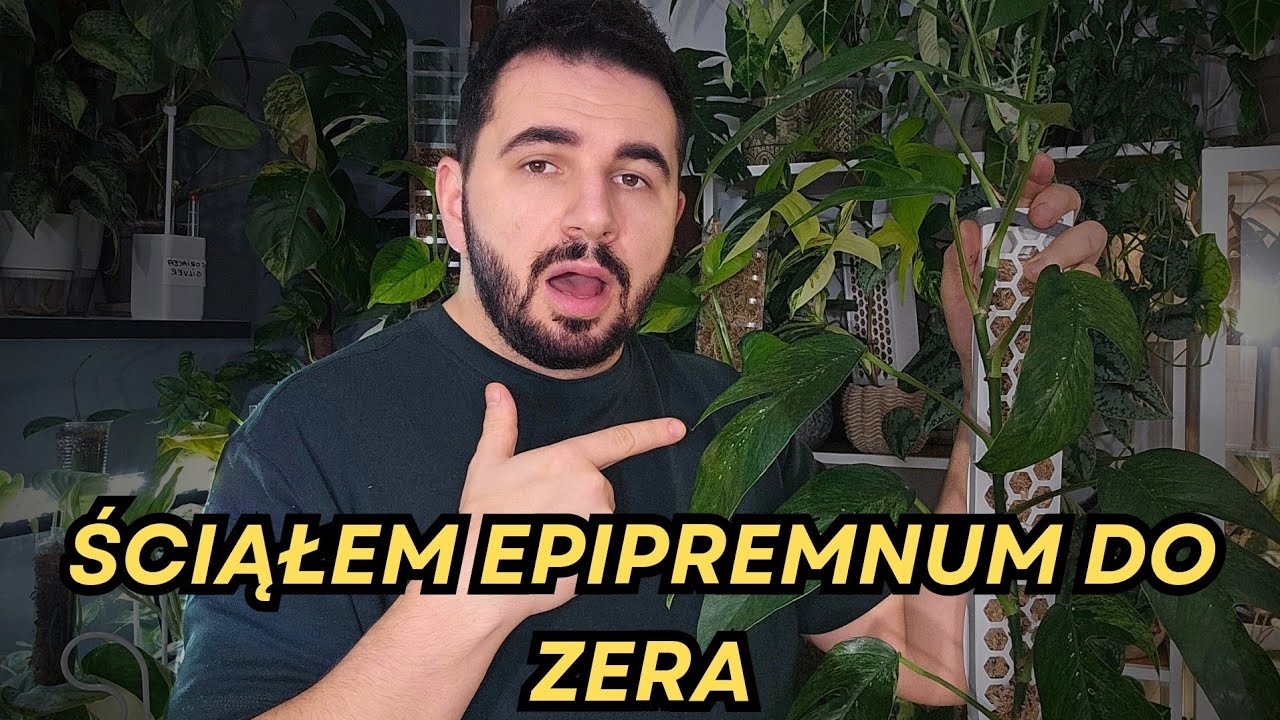 Epipremnum Mint - Cięcie do ZERA 