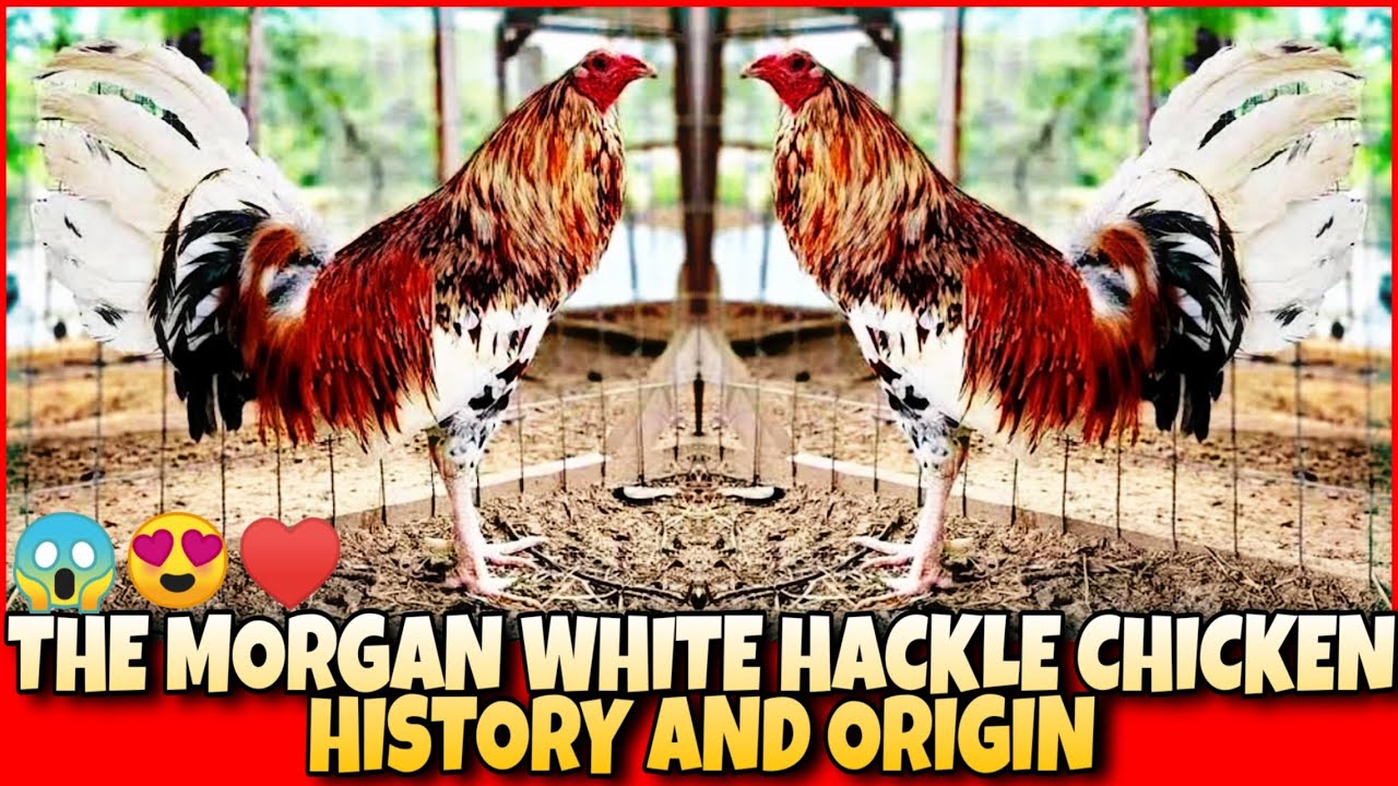THE HISTORY AND ORIGIN OF MORGAN WHITE HACKLE CHICKEN.