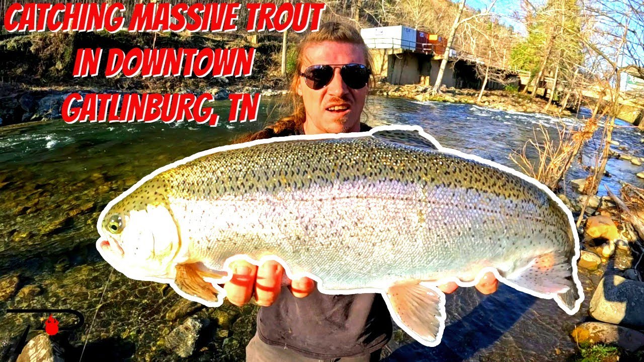 Catching Massive Trout in Downtown Gatlinburg