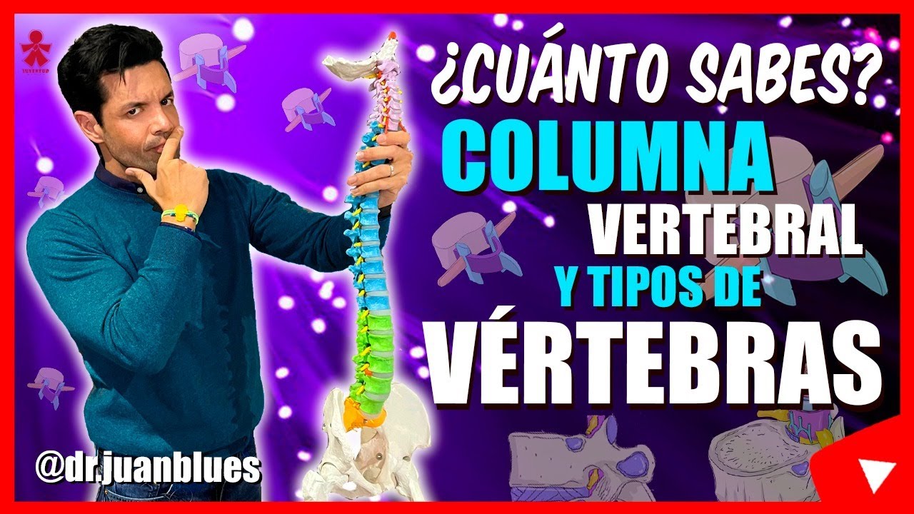 COLUMNA VERTEBRAL ANATOMÍA - Características comunes y propias de las VÉRTEBRAS - Test/EXAMEN ‼️