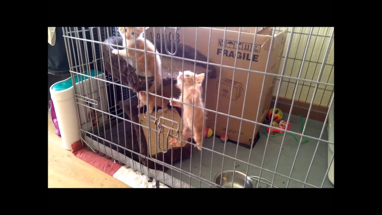Climbing kittens in the cage.
