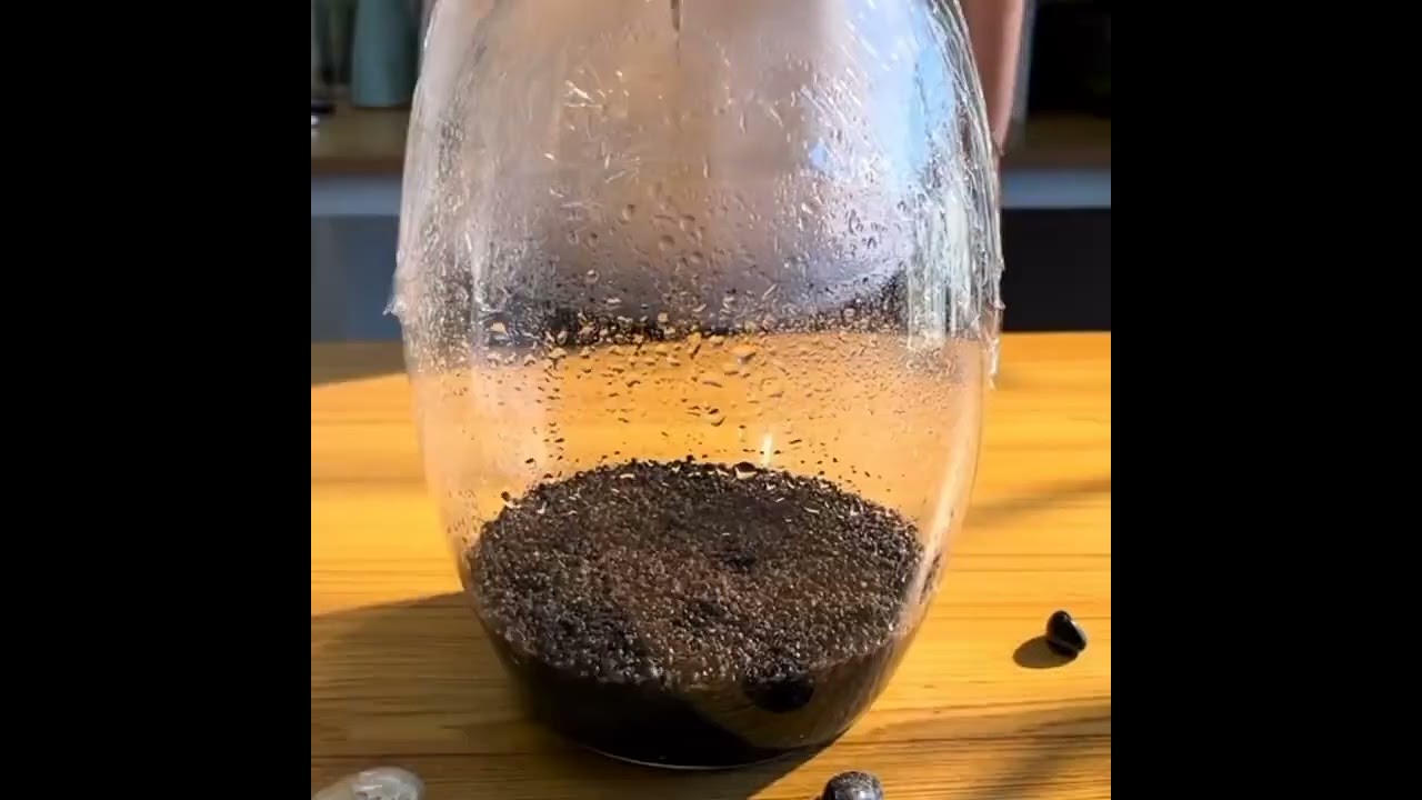 DIY/seeds are planted in a small container so that the fish have energy