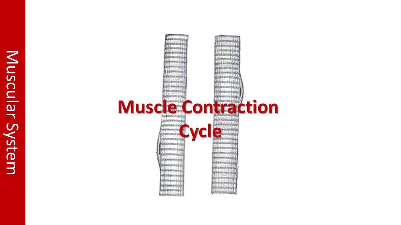 Muscle Contraction Cycle