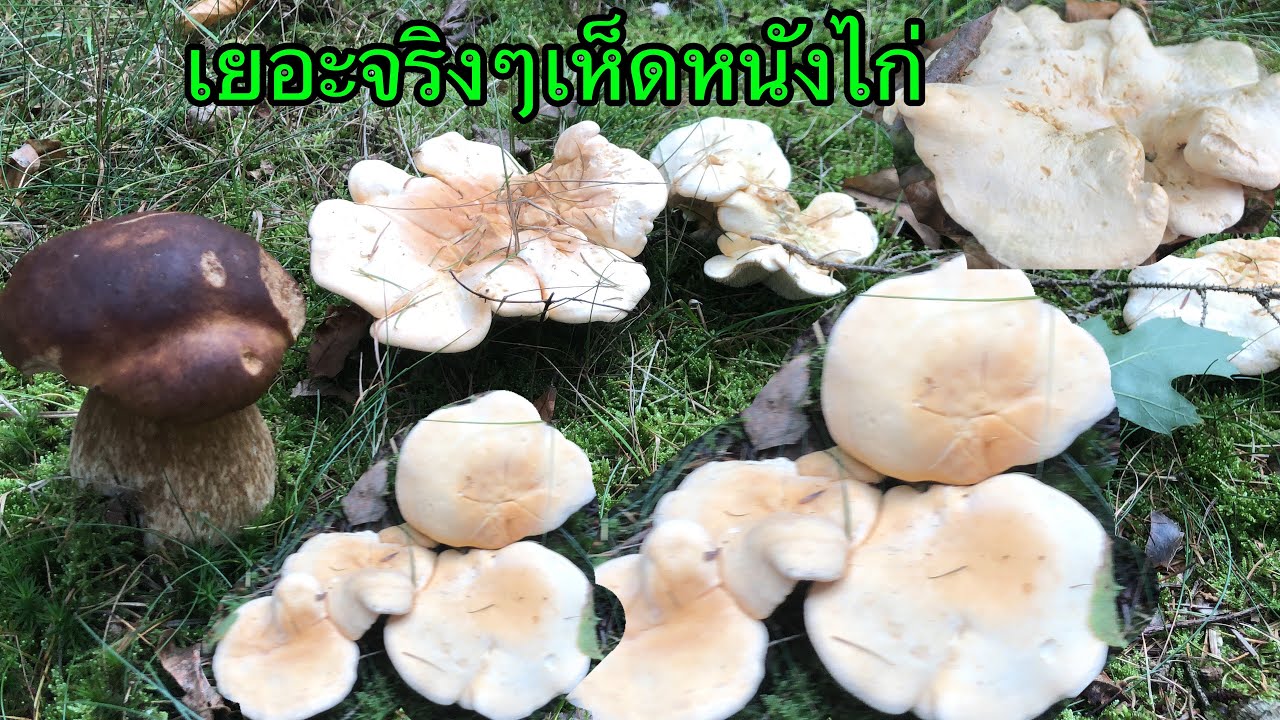 ป๊าดขาวๆๆมองไปมีเห็ดเห็ดหนังไก่ # ดงเห็ดหนังไก่จริงๆ # Pigsvamp .30/10/23.