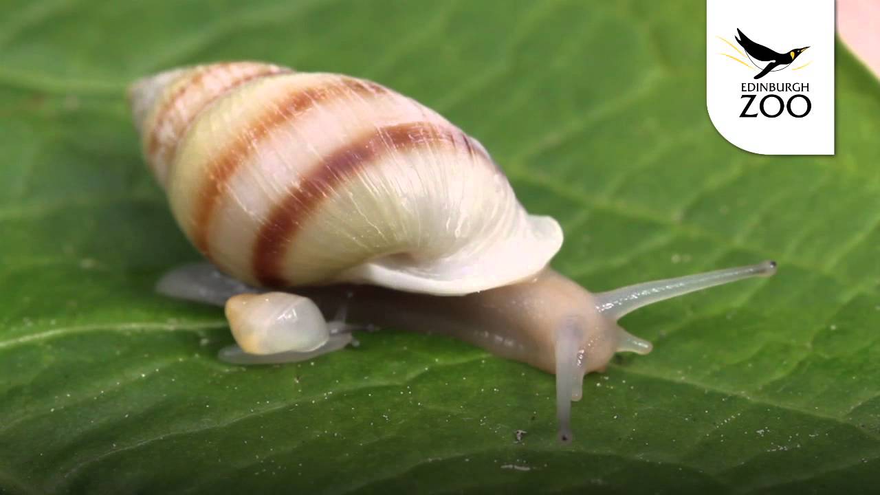 Partula Snail - RZSS Conservation Projects - Great days out for a good cause