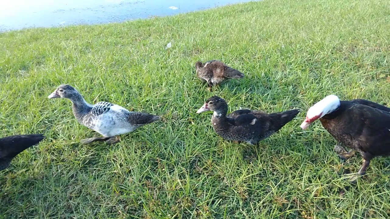 ADORABLE Baby Ducks!!! #shorts #ducklings #ducks #animals #wildlife #amazing #nature #naturelovers