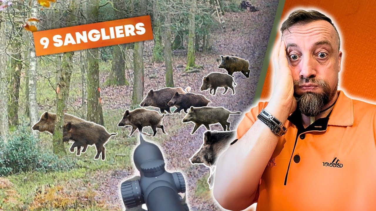 CHASSE AU SANGLIER (avec tir d'un grand cerf)