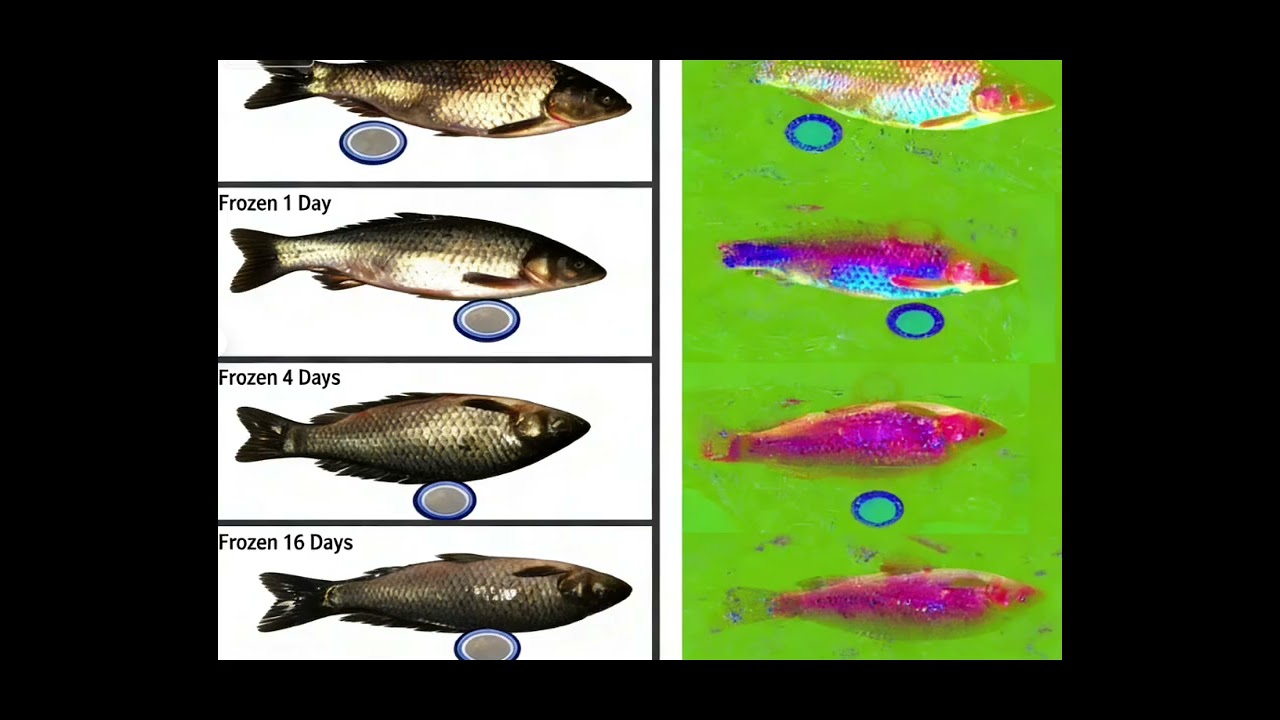 Acquisition of Hyperspectral Data of Frozen Fish
