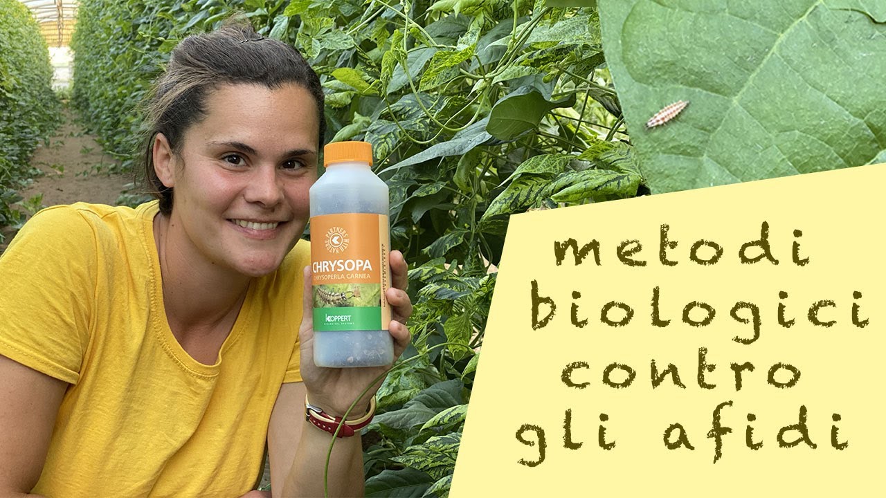 lotta BIOLOGICA agli AFIDI