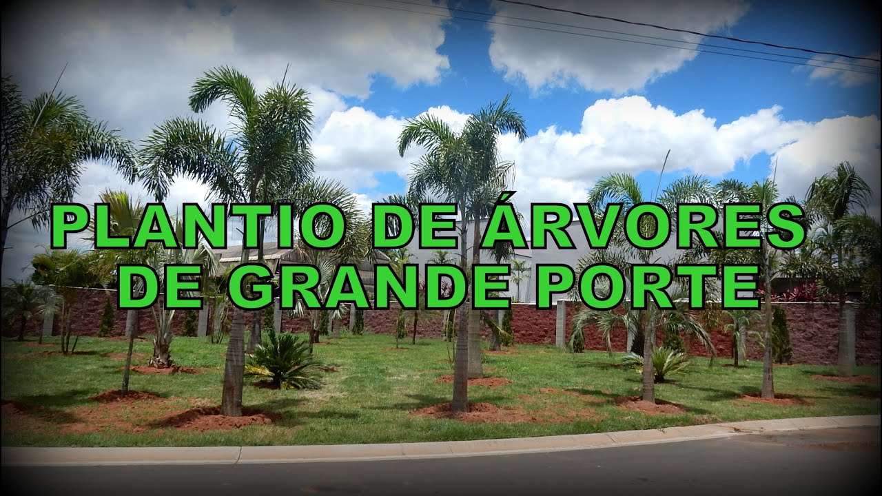 PLANTIO DE PALMEIRAS E ÁRVORES ADULTAS