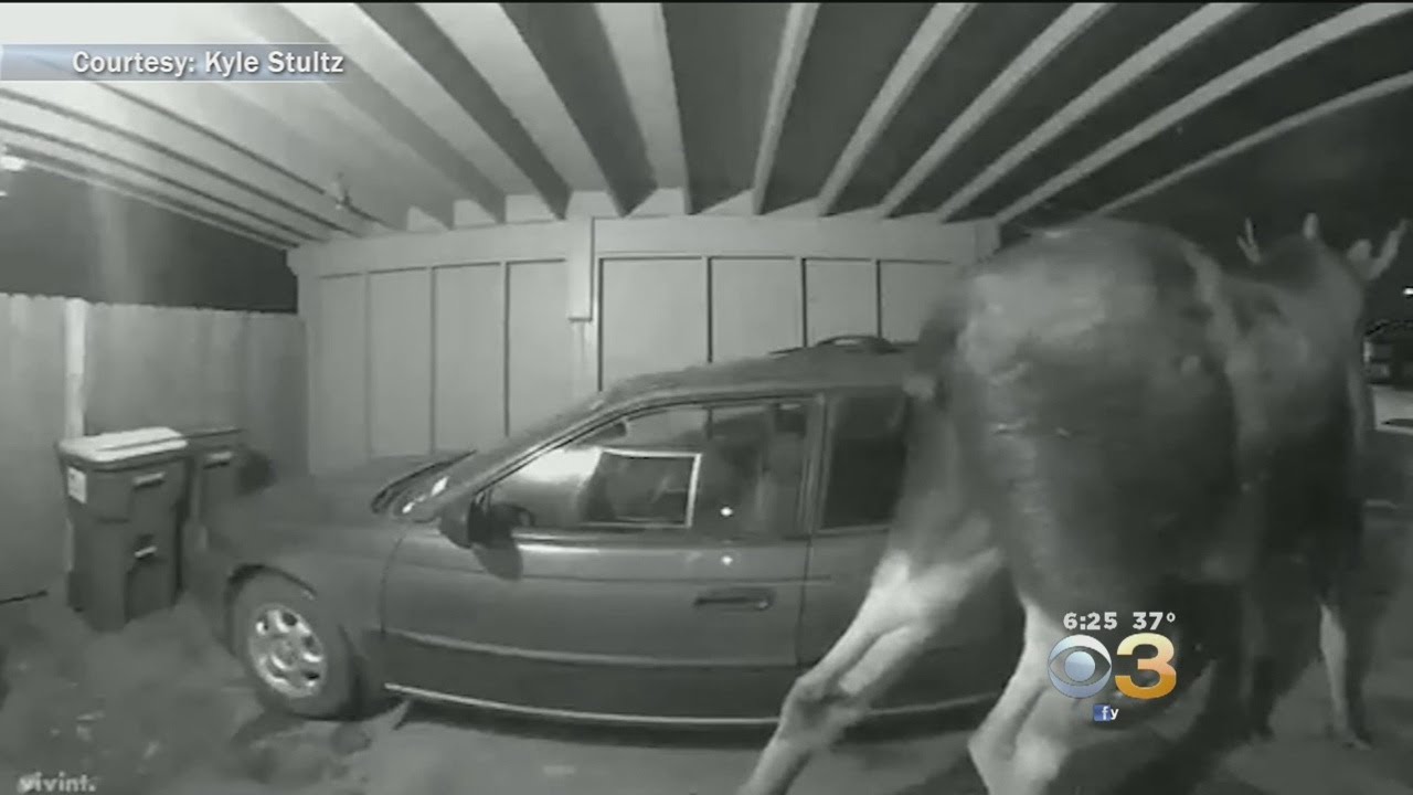 Moose Surprises Alaska Couple By Ringing Doorbell In Middle Of Night