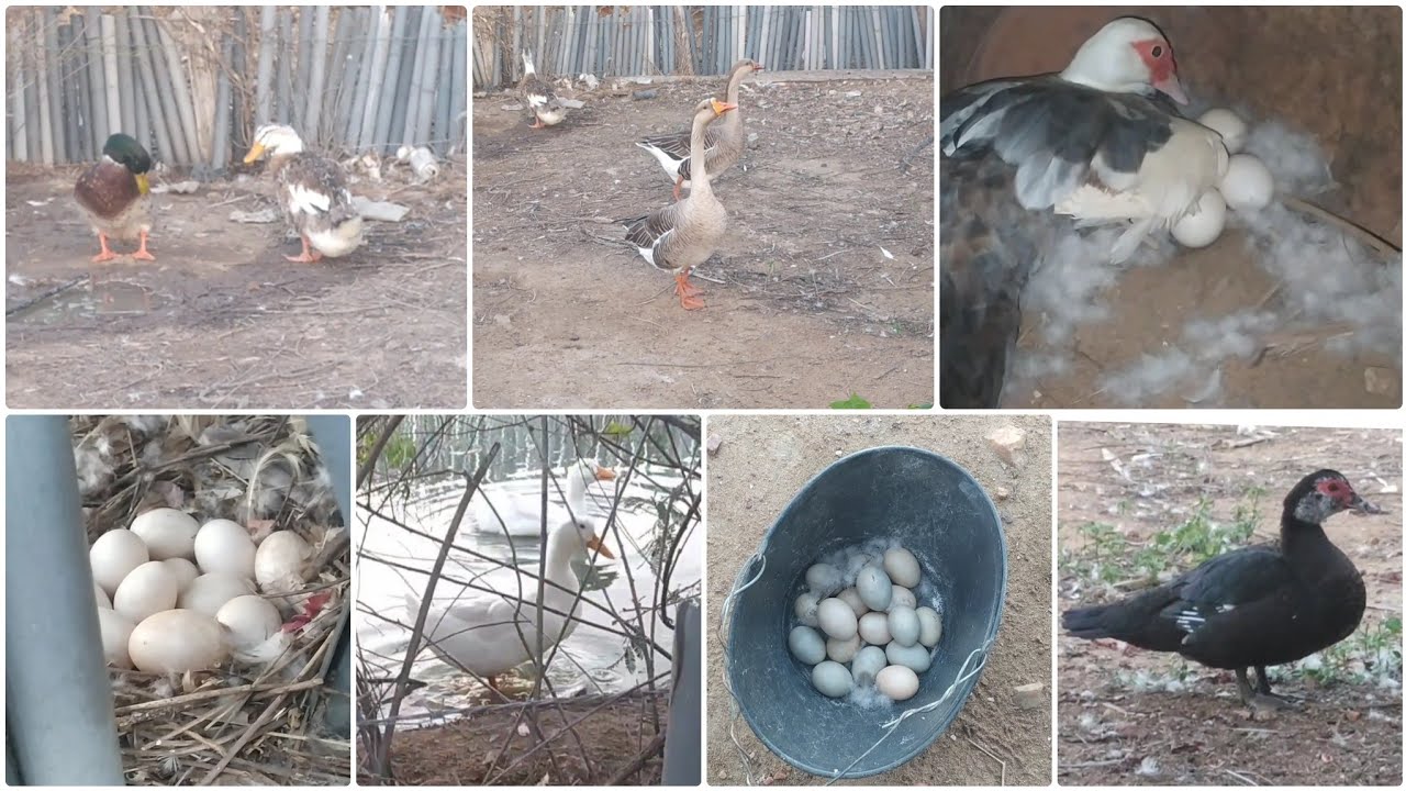 Colocando ovos de marrecas pra chocar e perca na criação de patos