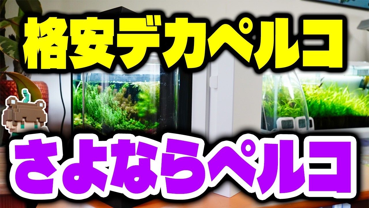 高すぎデカペルコを約10,000円安く売るショップ！そしてさようなら黒ペルコ１年でリセットへ【ビバアクア】#アクアリウム #熱帯魚