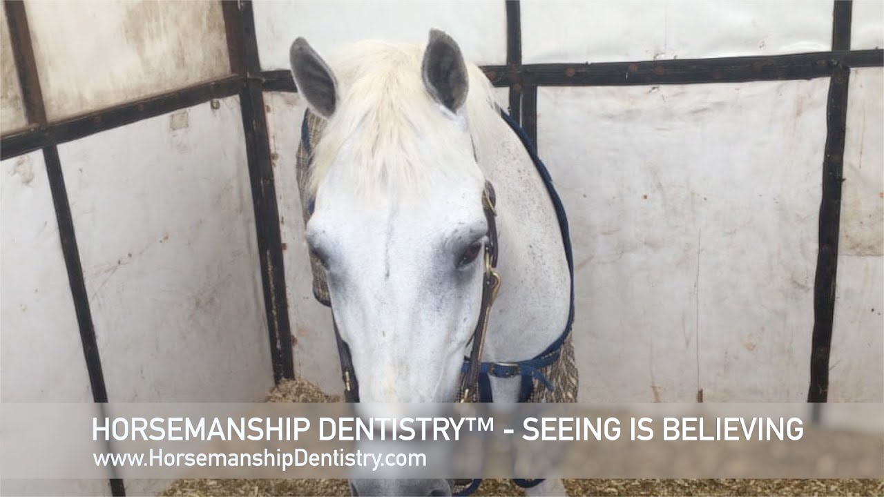 Horsemanship Dentistry&trade; Seeing Is Believing 002 - Geoff Tucker DVM Equine Dentist
