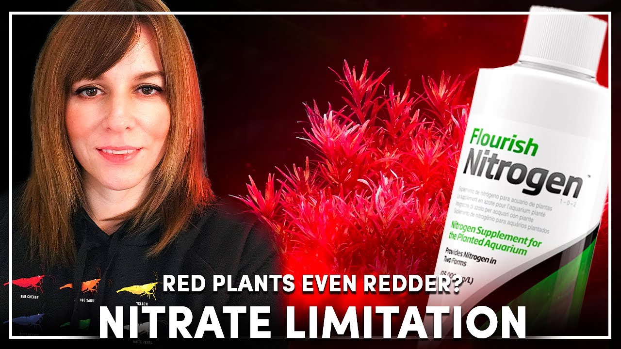 Действительно ли снижение уровня нитратов делает красные аквариумные растения ещё краснее? (Научн...