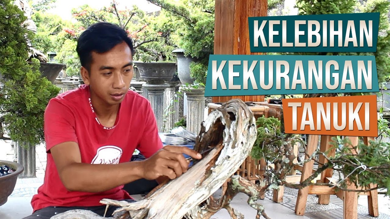 Bincang Bonsai Tanuki Bersama Mas Febri Bonsai Malang