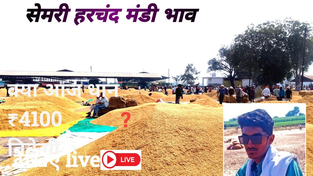 🔴सेमरी हरचंद कृषि उपज मंडी में 🌾धान की खरीदी शुरू | आज का ताज़ा भाव | DhaanLive#Semari#KisanNews