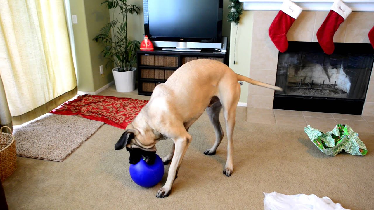 Gibson the English Mastiff Opens His Christmas Present!